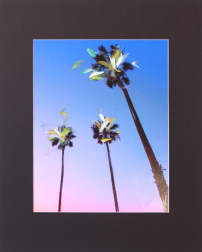 Pete Kasprzak: Santa Barbara 3 Palms I