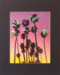 Pete Kasprzak: Santa Barbara Grouped Palms I