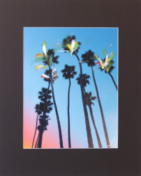 Pete Kasprzak: Santa Barbara Sky High Palms I