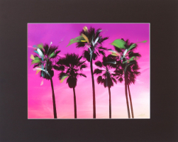 Pete Kasprzak: Venice California Pink Palms I