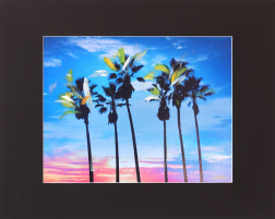 Pete Kasprzak: Venice California Blue Palms