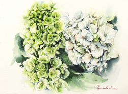 Anna Kudriashova: Green and White Hydrangeas