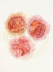 Anna Kudriashova: Three Roses