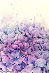 Anna Kudriashova: Purple Hydrangeas