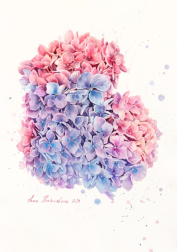 Anna Kudriashova: Pink Cloud Hydrangeas