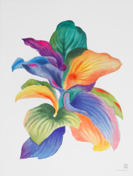 Xiao Wen Xu: Rainbowland Plantain Lily