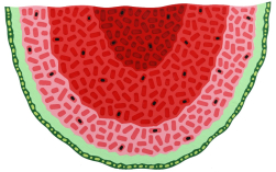 Will Beger: Watermelon Wedge